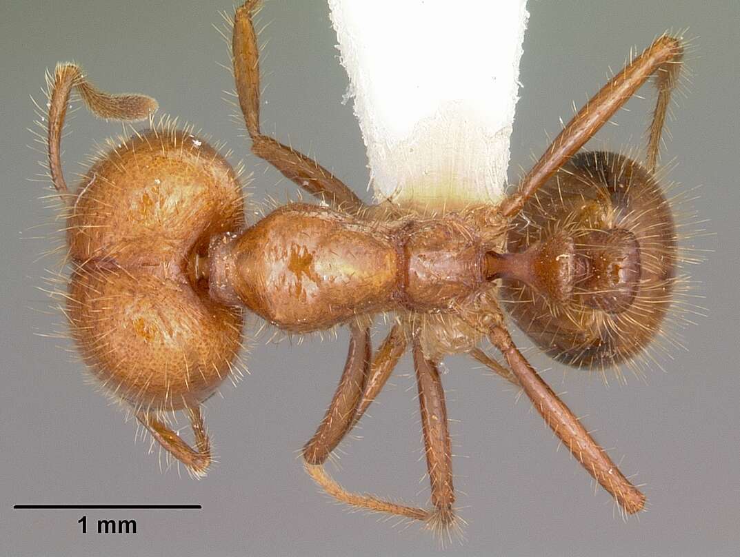 Solenopsis geminata (Fabricius 1804) resmi