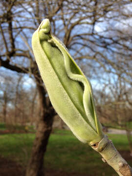 Image of Big-Leaf Magnolia