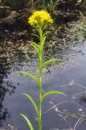 Image of Riddell's Goldenrod