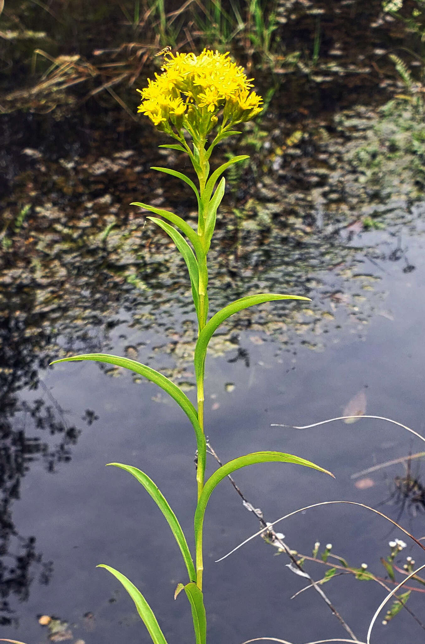 Image of Riddell's Goldenrod