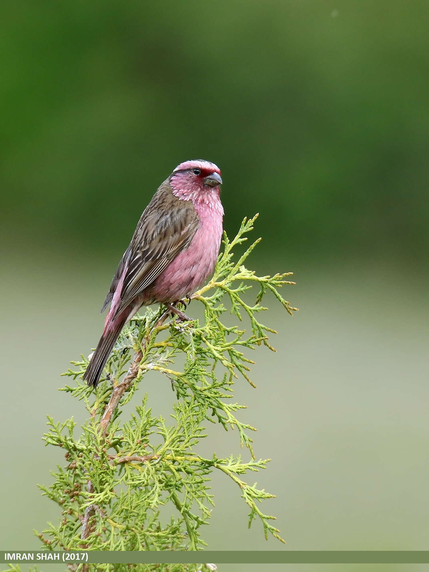 Image of Himalayan White-browed Rosefinch