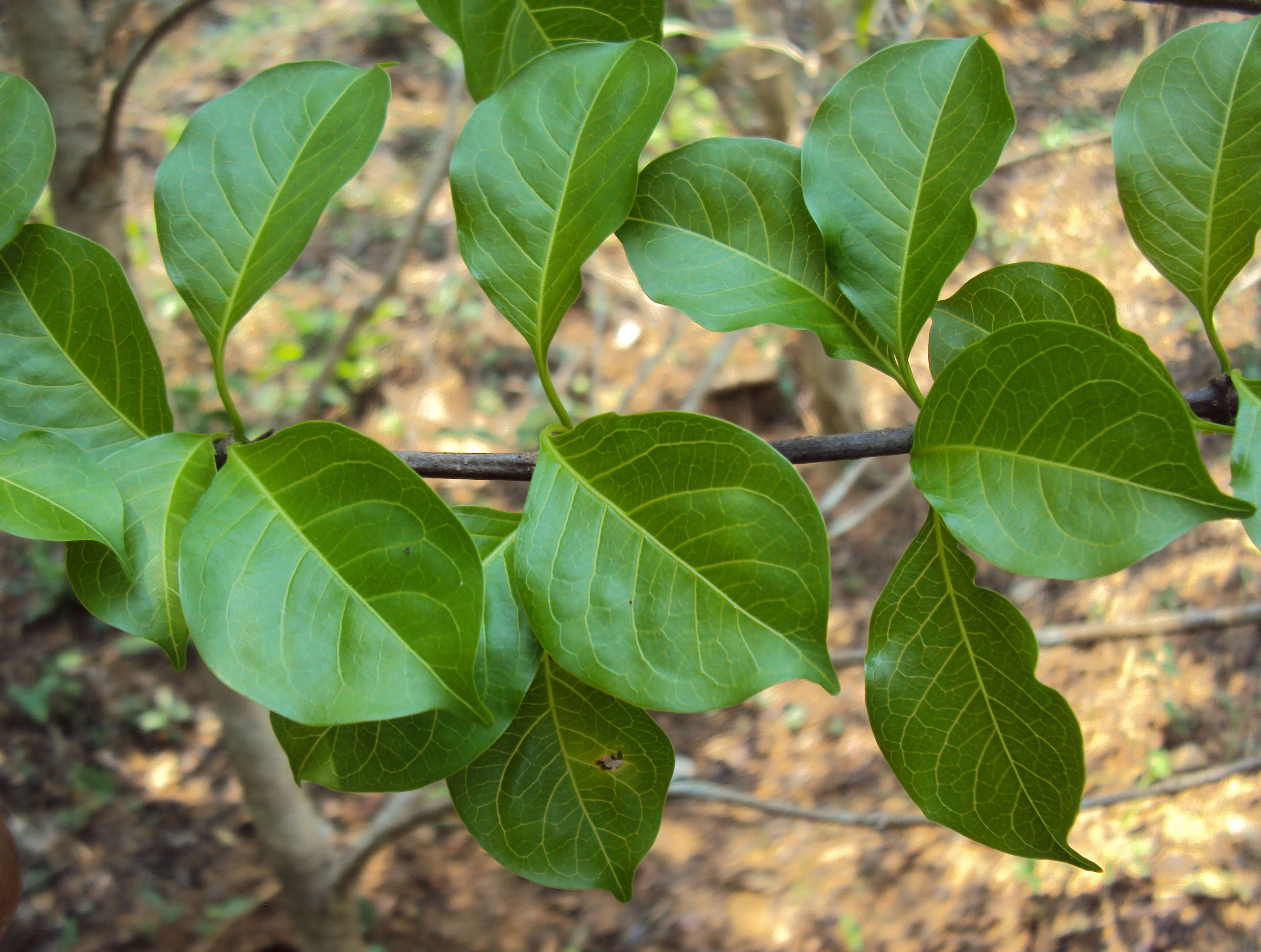 Image of Canthium coromandelicum (Burm. fil.) Alston