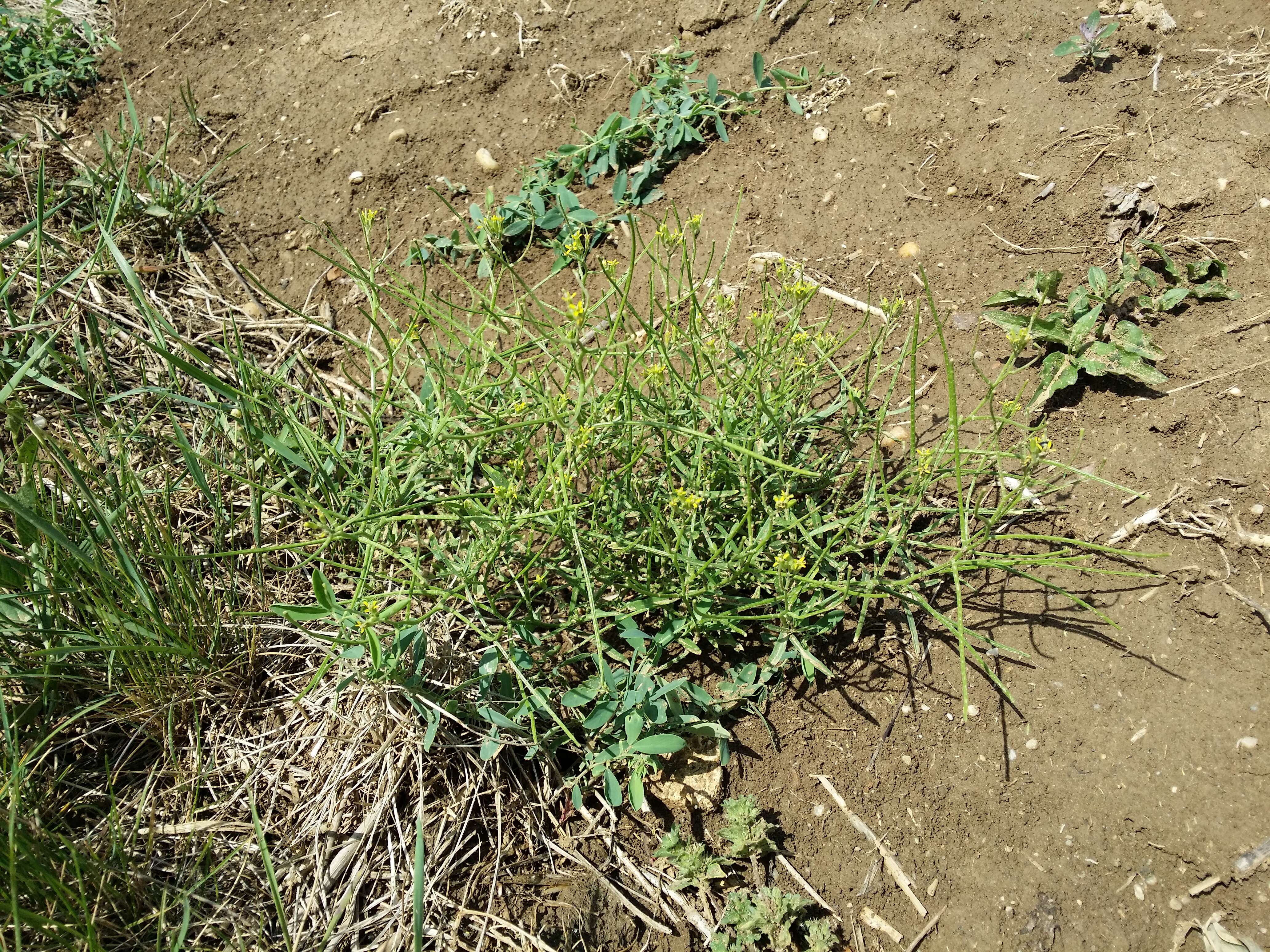 Image of bushy wallflower