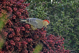 Image of West Indian Woodpecker