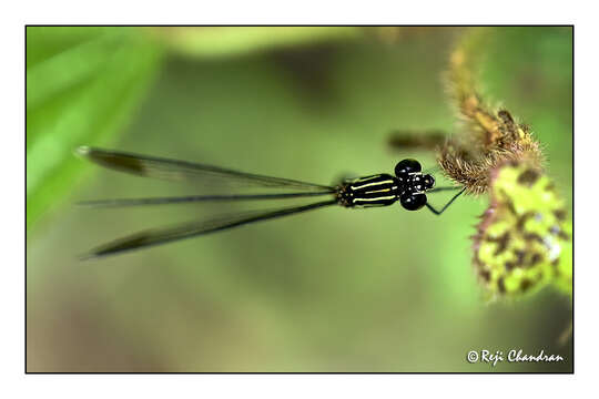 Image of Calocypha Fraser 1928