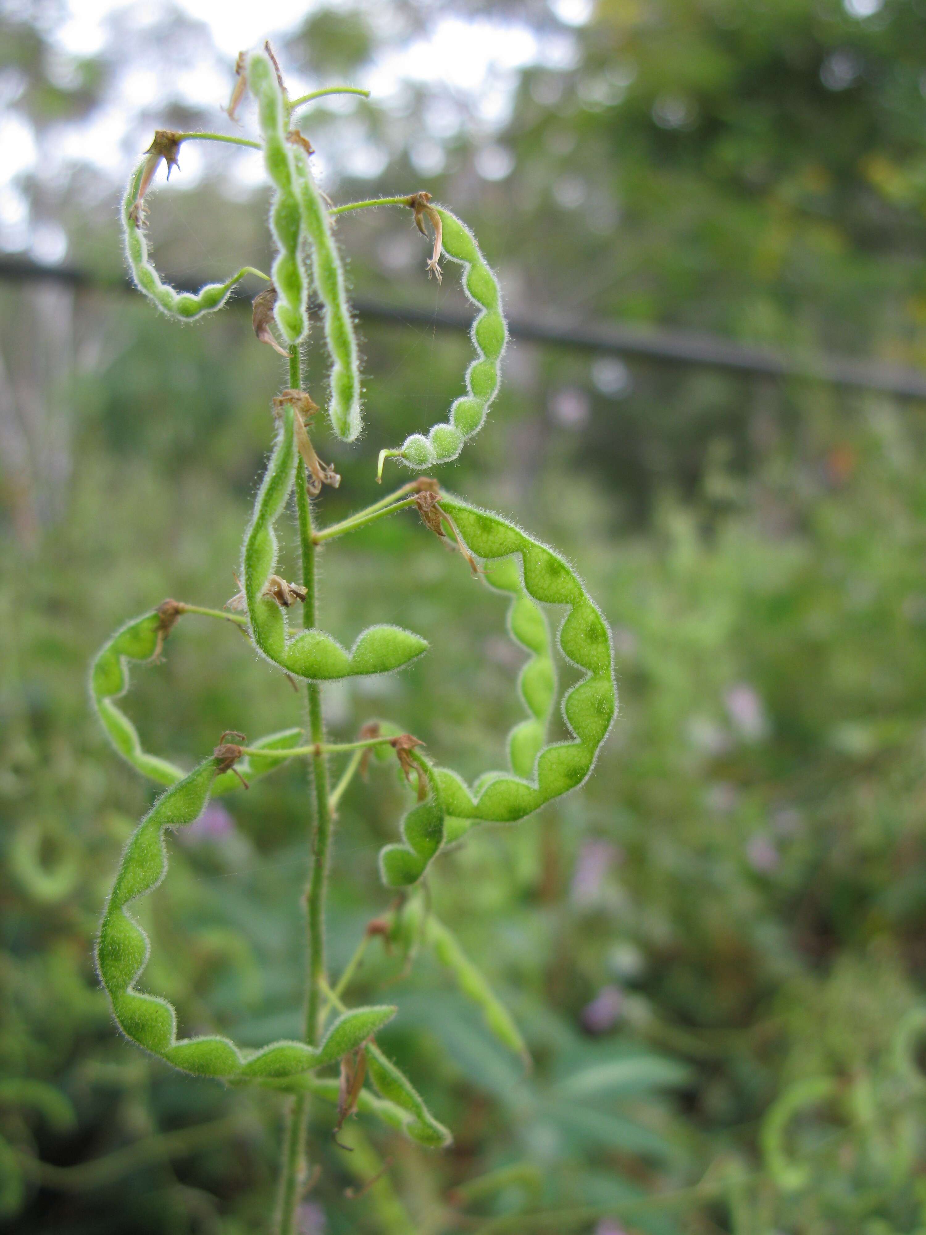 Image of Silverleaf Desmodium