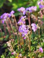 Image of Dalmatian Cranesbill