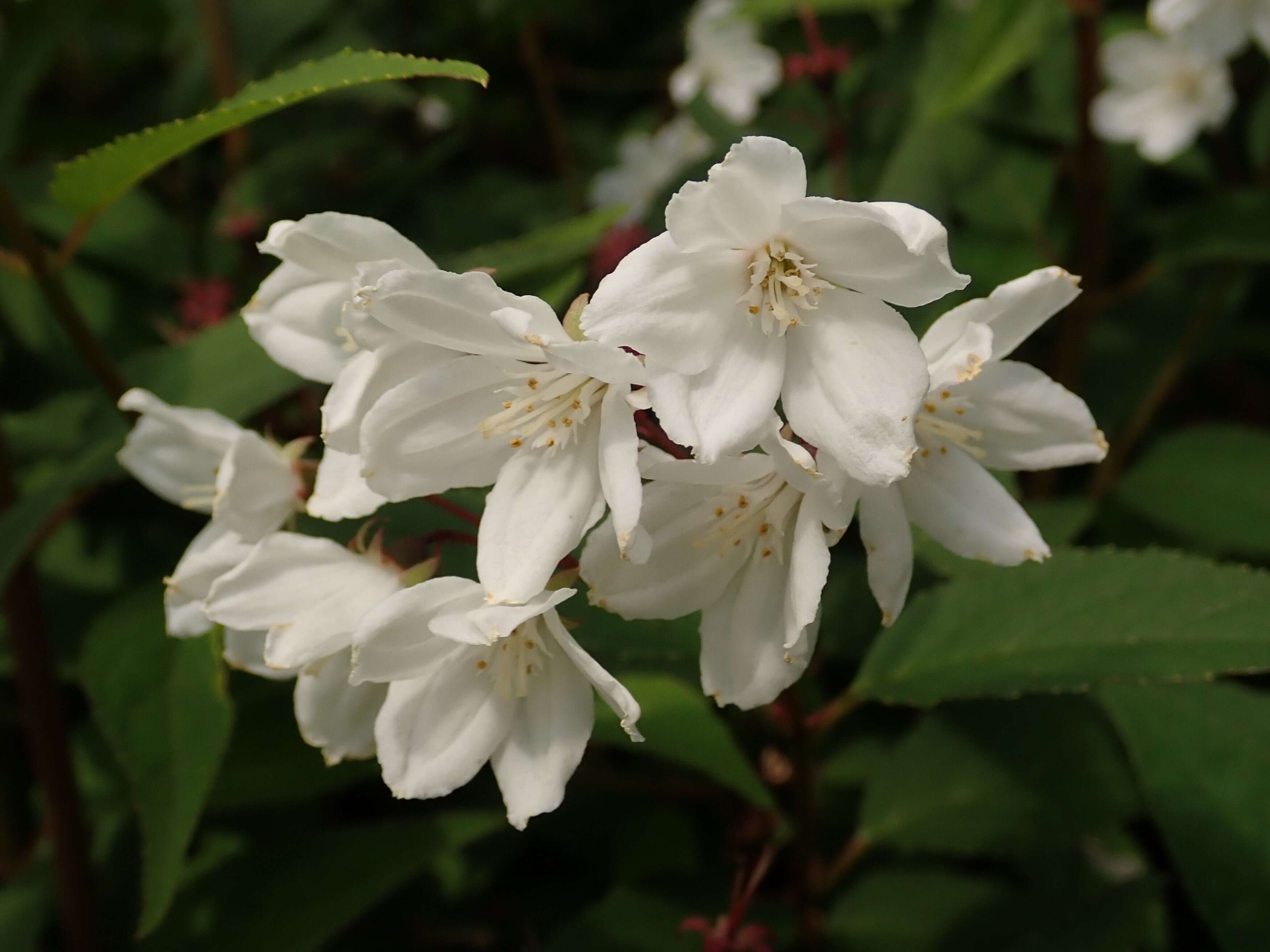 Image of slender pride of Rochester