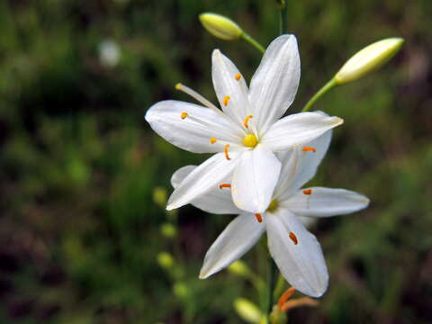 Image of Branched St Bernard's lily