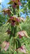 Image of Broad-leaved Helleborine