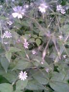 Image of wood stitchwort