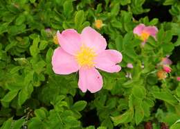 Image of prairie rose