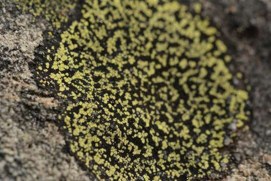 Image of Yellow map lichen;   World map lichen