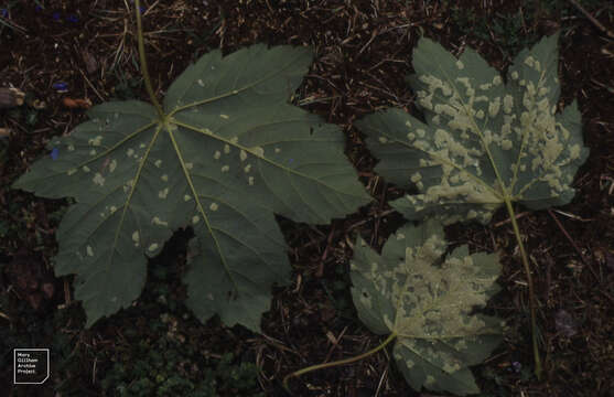 Image of European tar spot