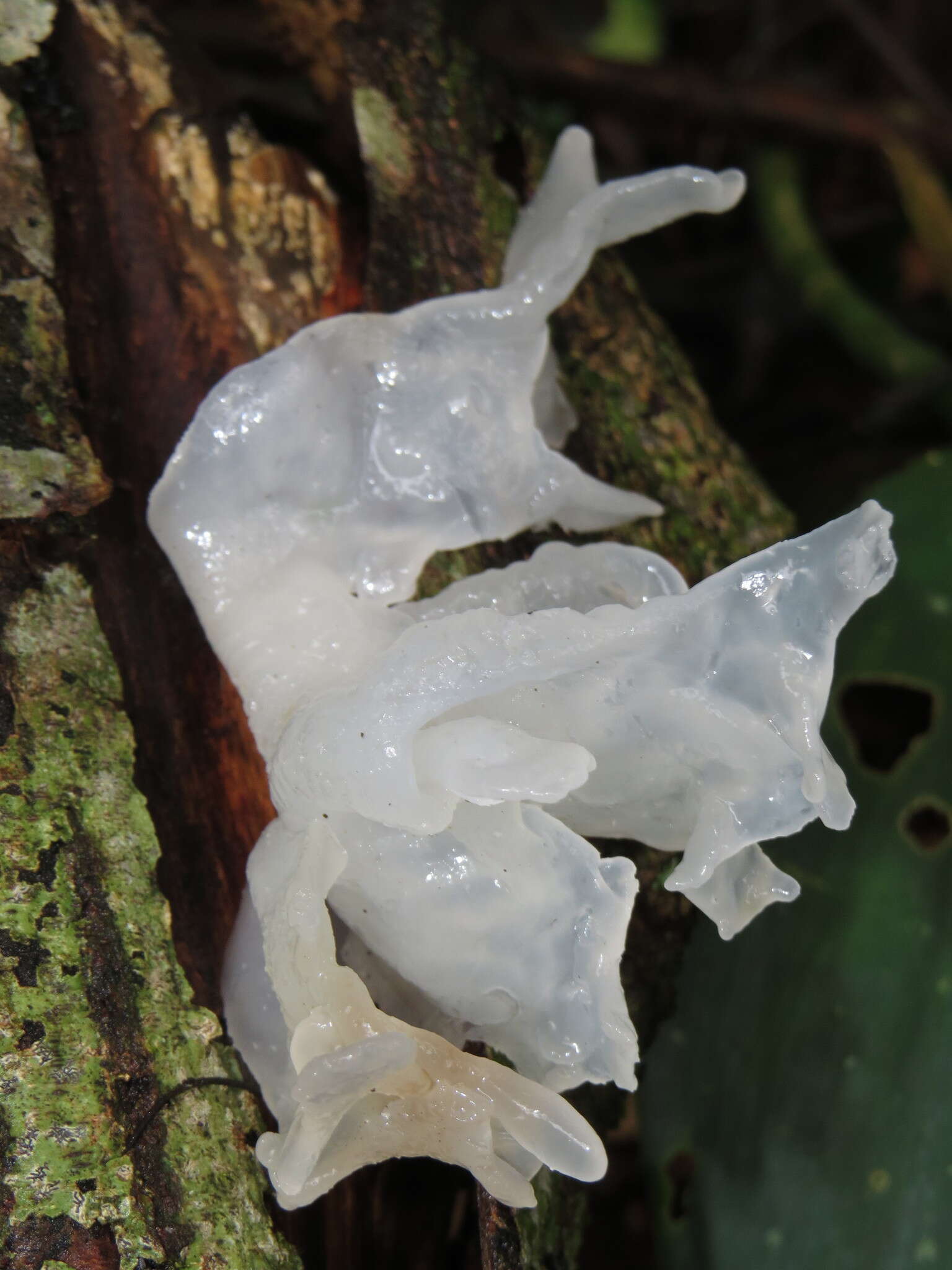 Image of snow fungus