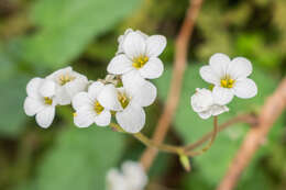 Image of Meadow Saxifrage