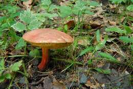 Image of Red-cracking Bolete