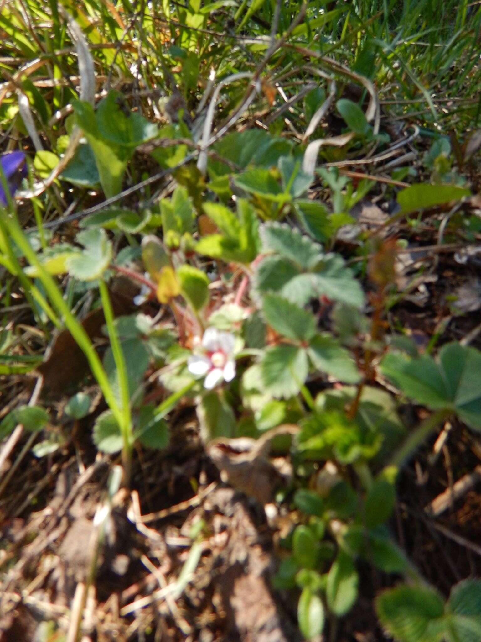 Image of woodland strawberry