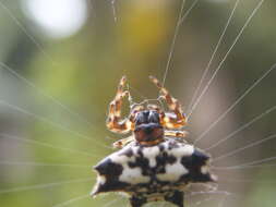 Image of Gasteracantha kuhli C. L. Koch 1837