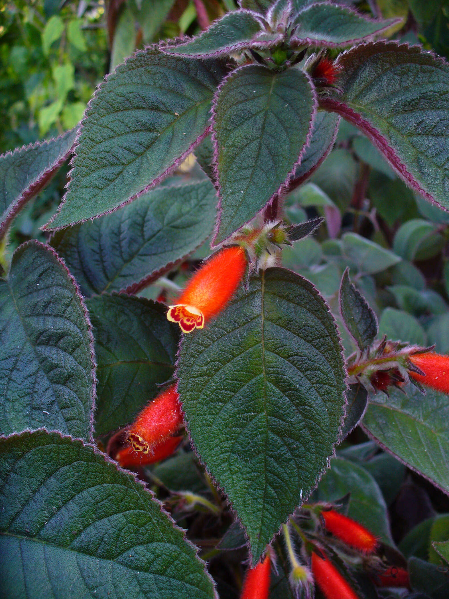 Image of Kohleria hirsuta (Kunth) Regel