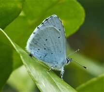 Image of holly blue