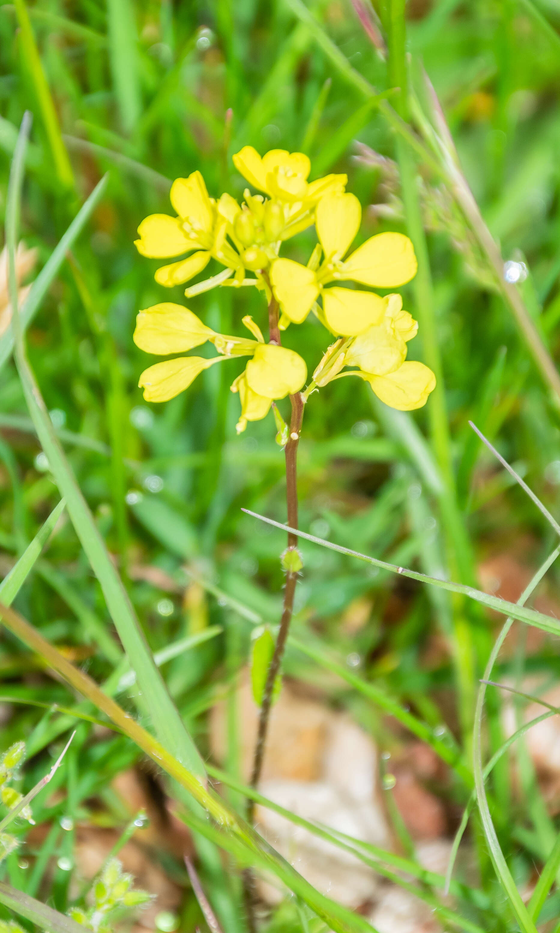 Image of charlock mustard