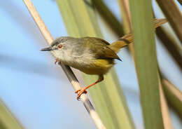 Prinia flaviventris (Delessert 1840) resmi