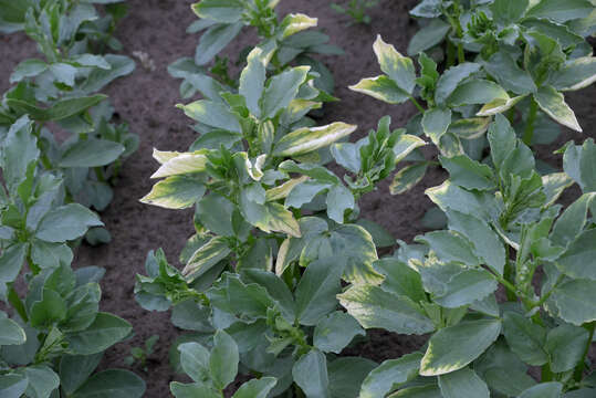 Image of Broad Bean