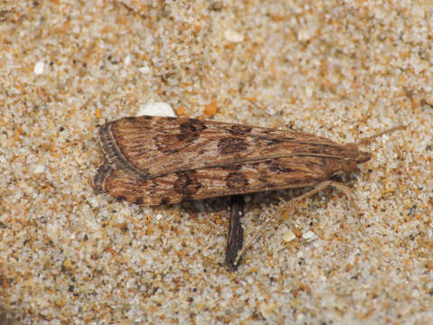 Image of celery stalkworm