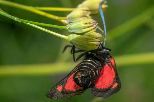 Image of Zygaena trifolii Esper 1783