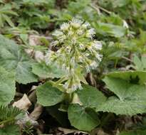 Image of Petasites albus (L.) Gaertn.