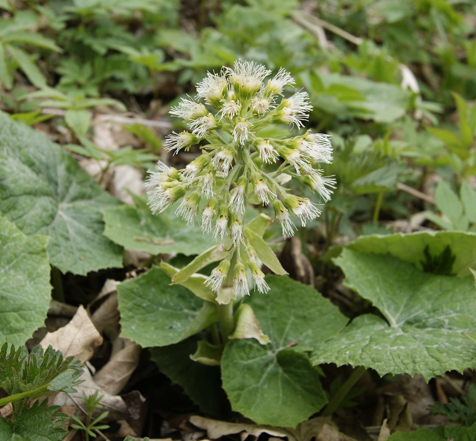 Image of Petasites albus (L.) Gaertn.