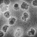 Image of Plasmavirus