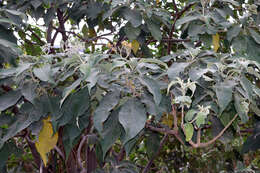 Image of earleaf nightshade