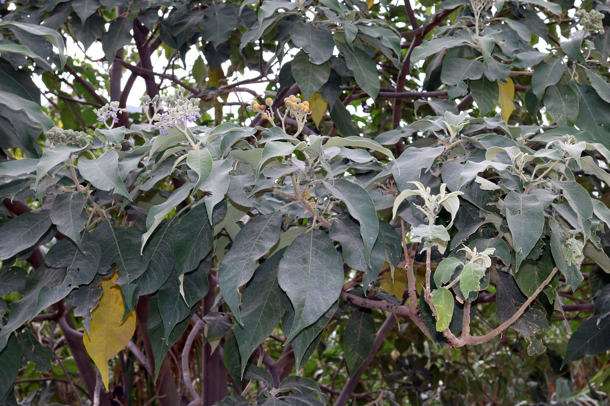 Image of earleaf nightshade