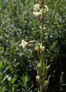 Image of Silene tatarica (L.) Pers.