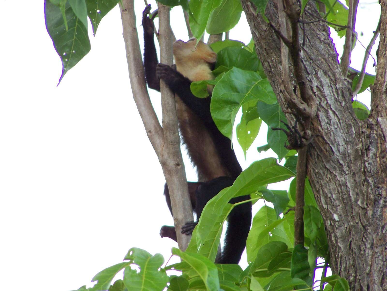 Image of Panama capuchin monkey