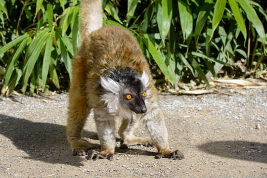 Image of Black Lemur