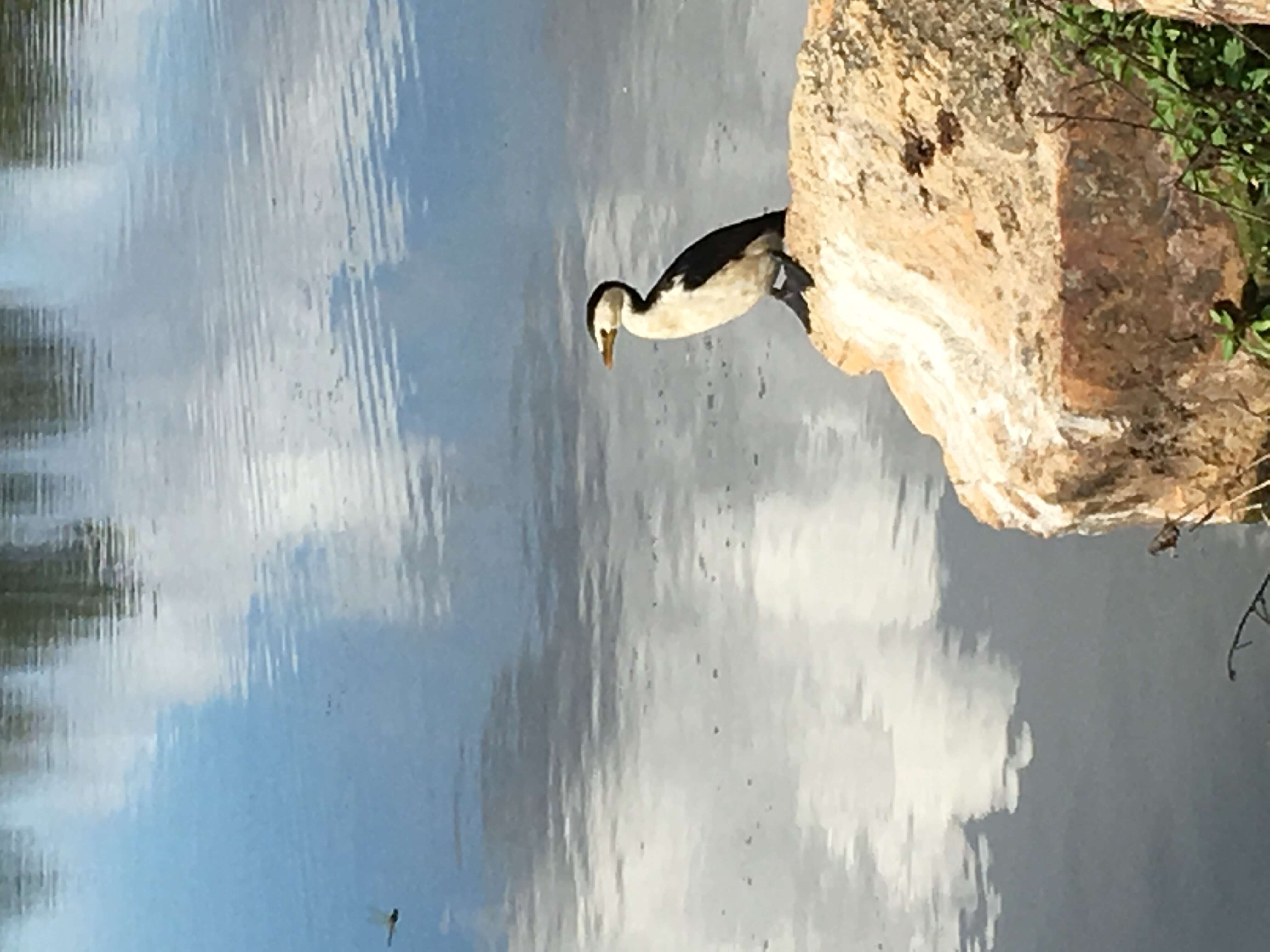 Image of Little Pied Cormorant