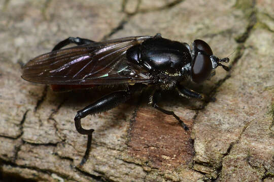 Image of Chalcosyrphus piger (Fabricius 1794)