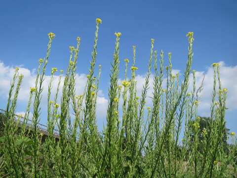 Image of medium flowered winter-cress