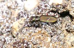 Image of Purple Tiger Beetle