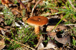 Image of Rufous Milkcap