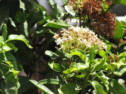 Image of Ixora finlaysoniana Wall. ex G. Don