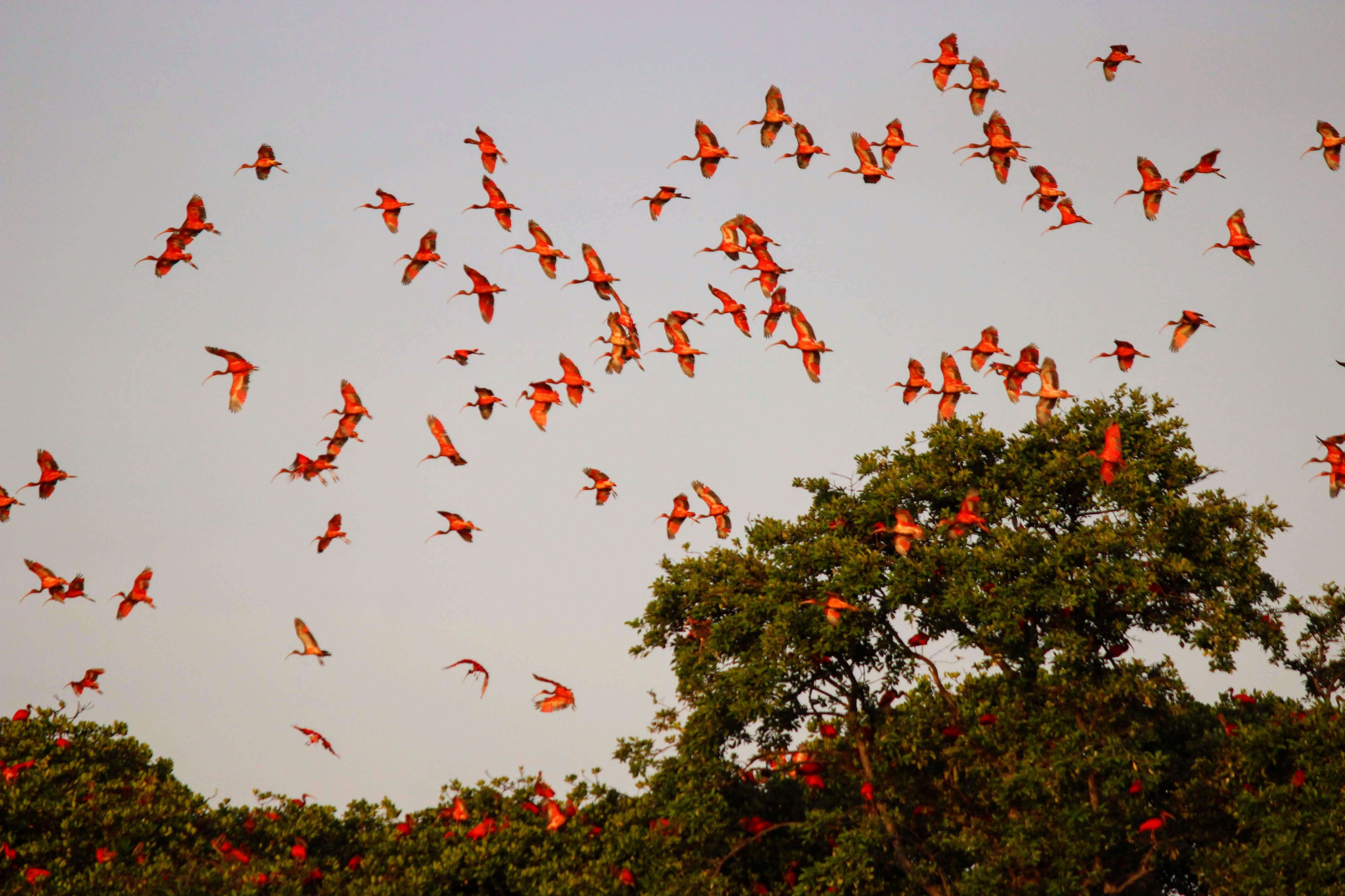 Image of Scarlet Ibis