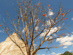 Image of Cordia dodecandra DC.