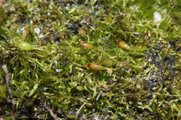 Image of campylopus moss