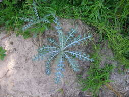 Image of pale Mexican pricklypoppy