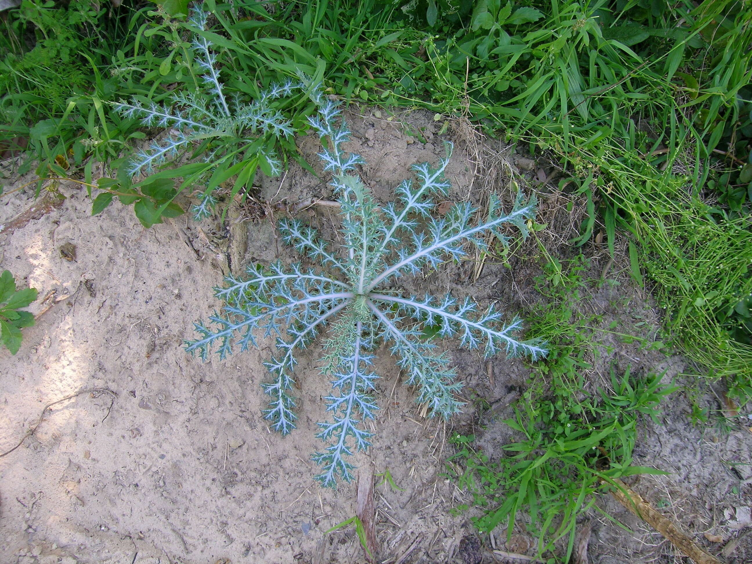 Image of pale Mexican pricklypoppy