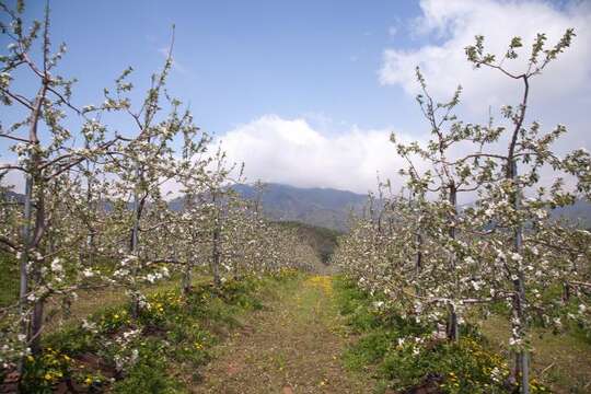 Image of Chinese pear